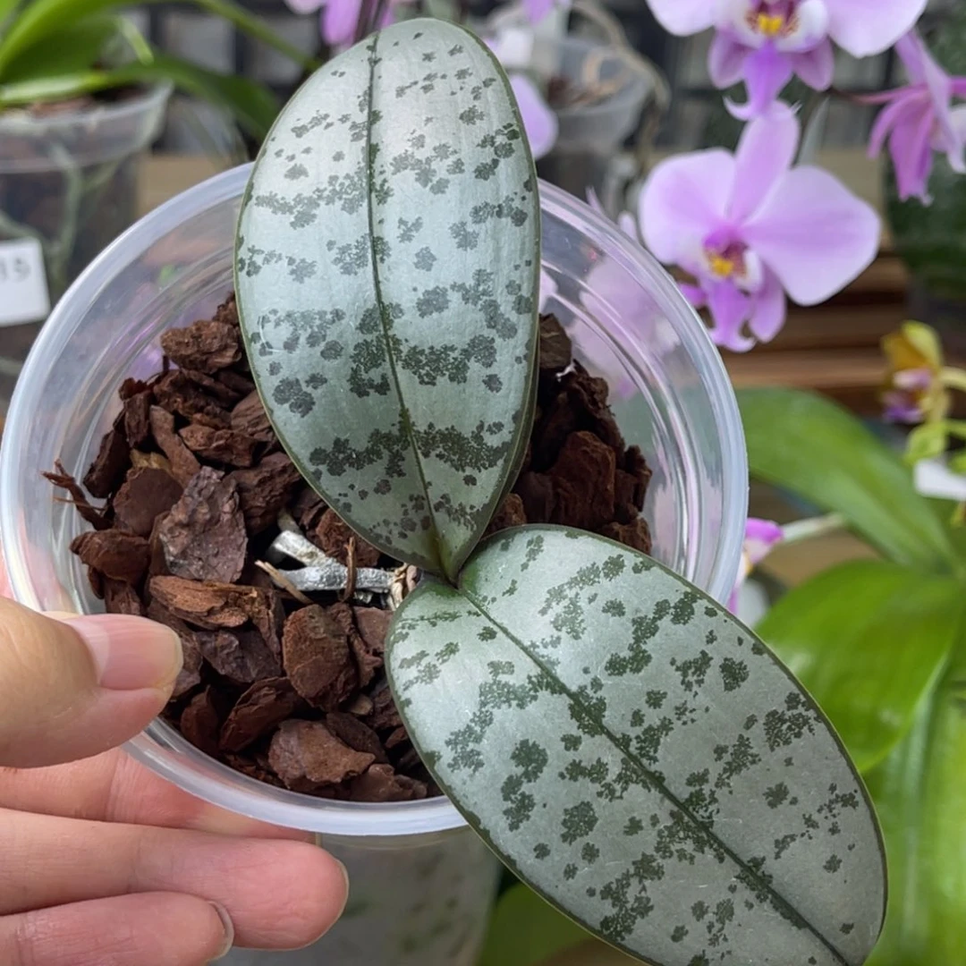 完全开放SWR M929-1060