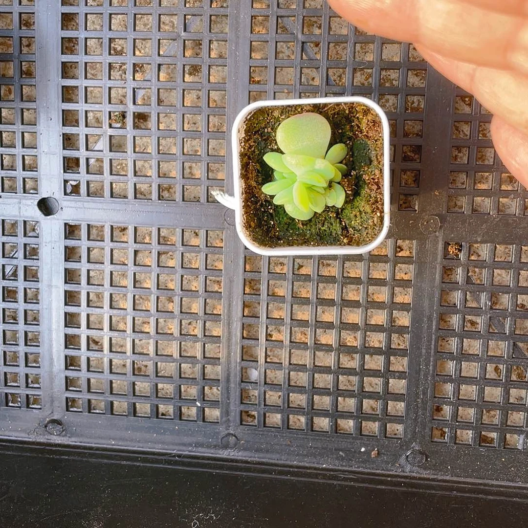 Q****14头111 盆一个满25包邮