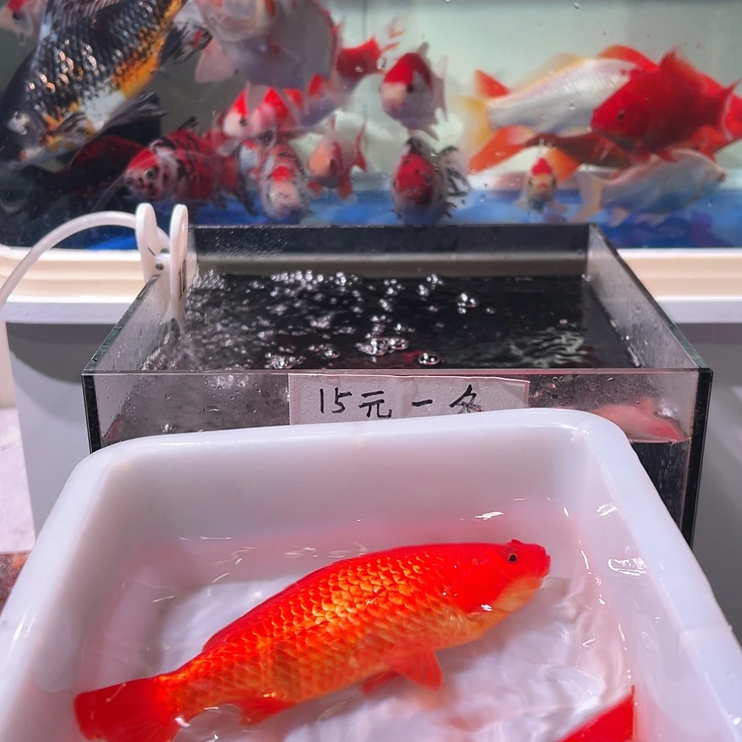 ᅟ***‍海水观赏鱼福利多多啊