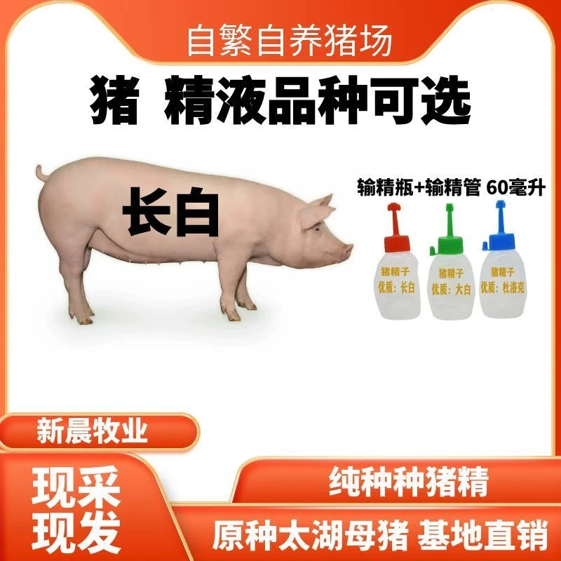 原种比系长白猪精一元原种公猪精液人工授精配种猪种精子兽用专用