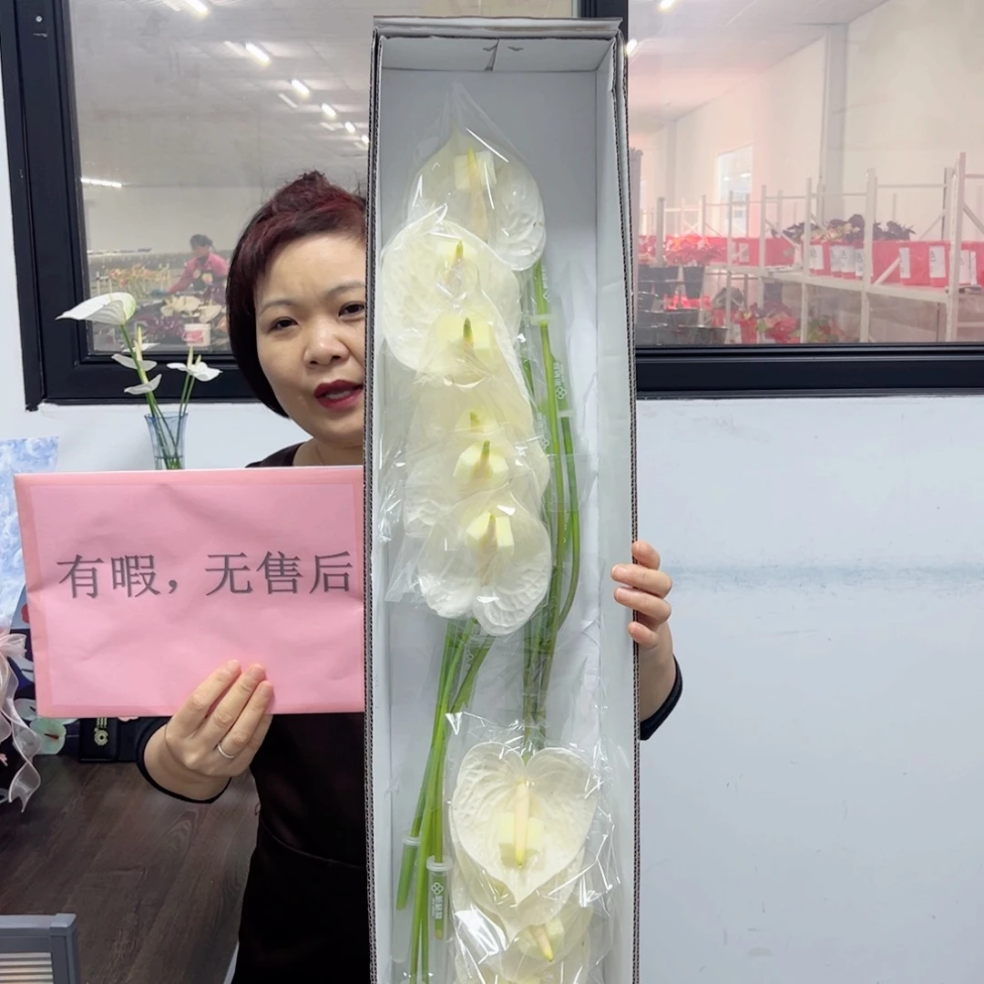 完全开放白掌-12枝装有瑕无售后款！
