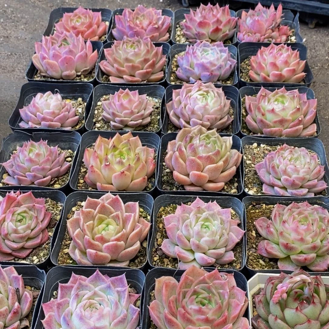 463多肉植物保护研究所所长