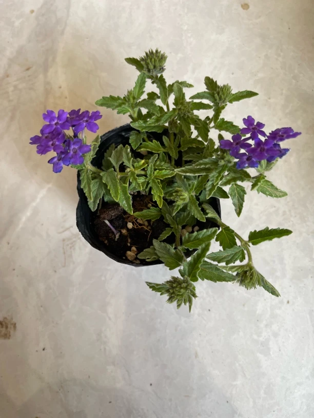 美女樱紫色3颗（12cm口径小杯苗）