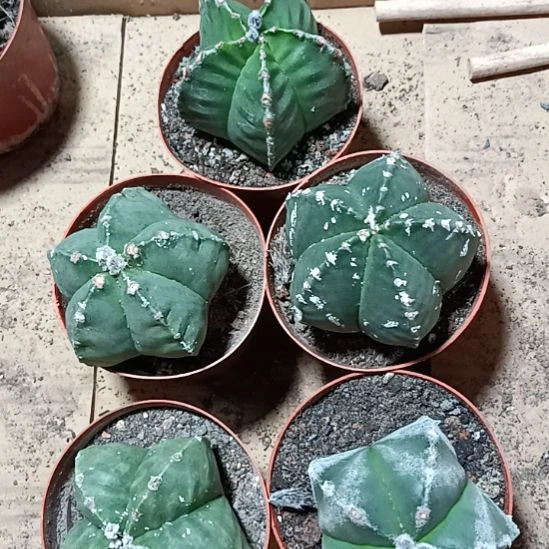 花花世界迷人眼球球好养