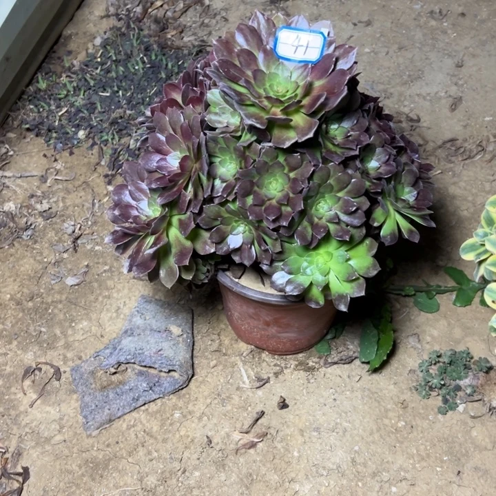 多肉植物桃花石41种