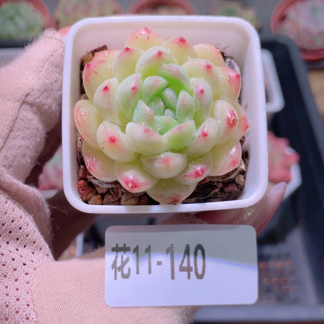 花利美11-140明月心