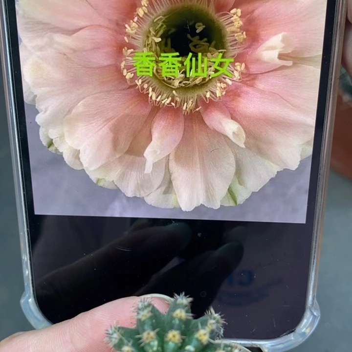 香香仙女侧芽2.5-3公分左右