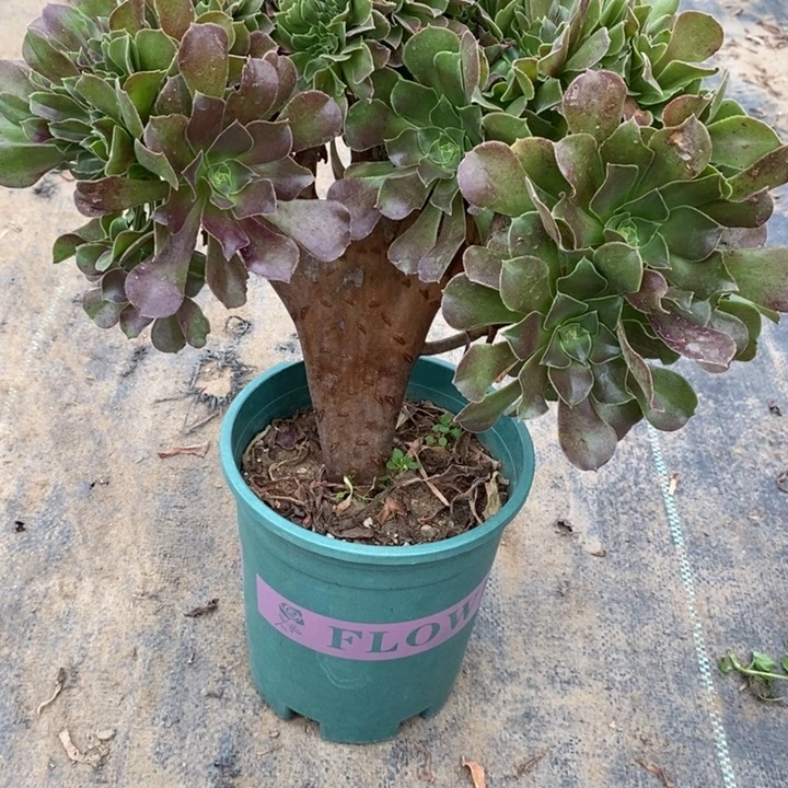 玫瑰缀31多肉植物法师法师