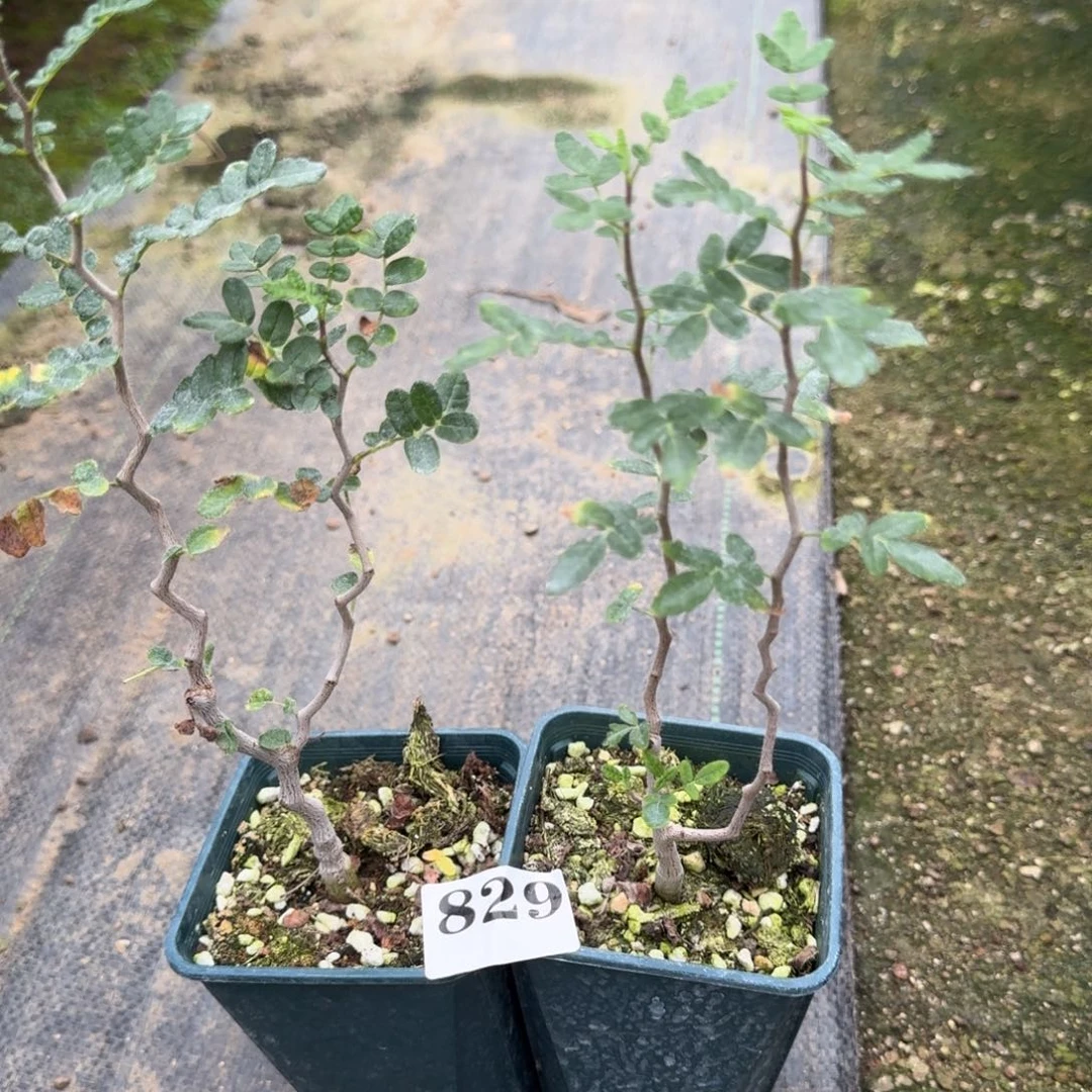 实生滔天橄榄量拍多肉