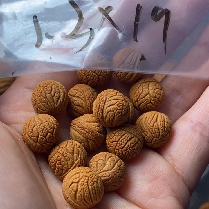 文玩核桃吊坠秦岭龙纹桃核野生13