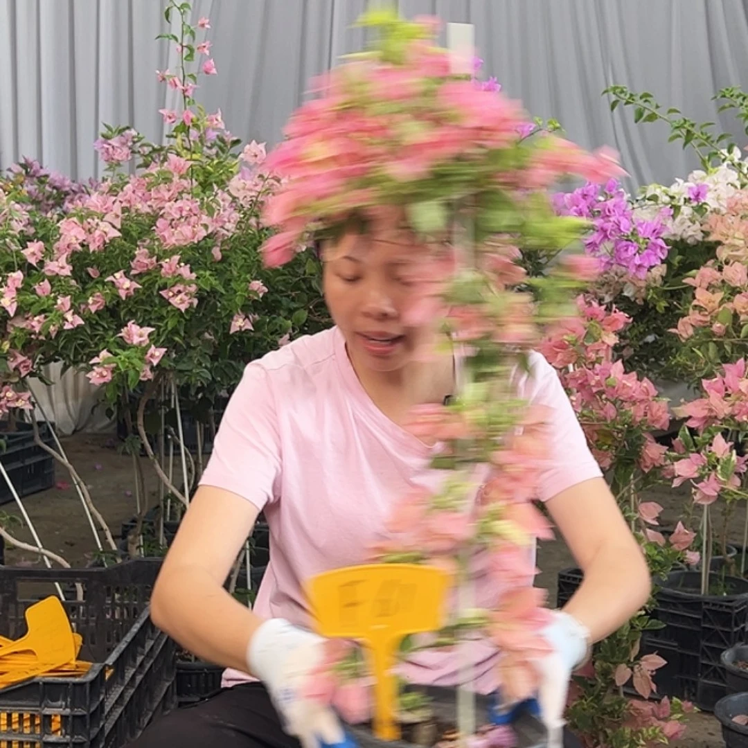 苍***海大部分花苞少量开放F61斑叶米罗