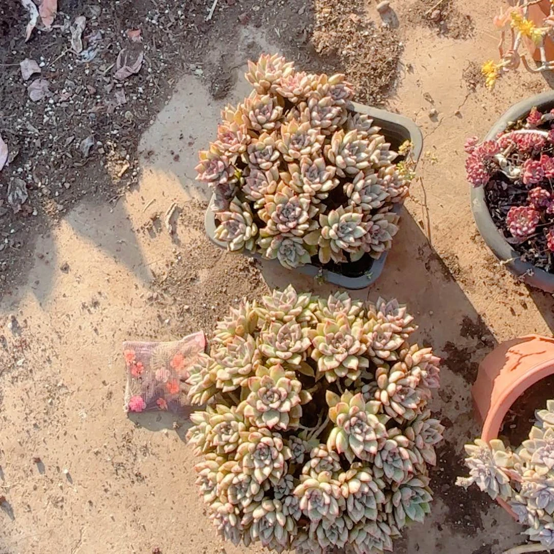 璀璨        16  两颗