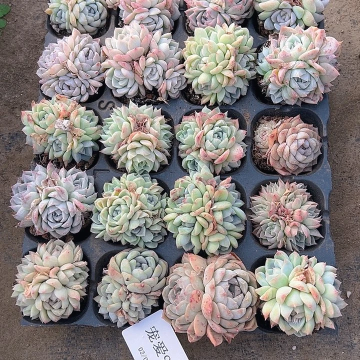 直播福利一物一拍91