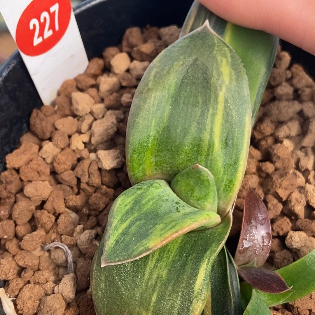 227卧牛转锦带盆发货