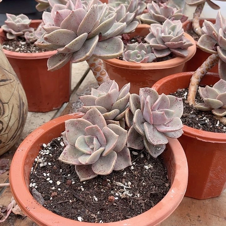 旭鹤老桩精品多肉开播福利