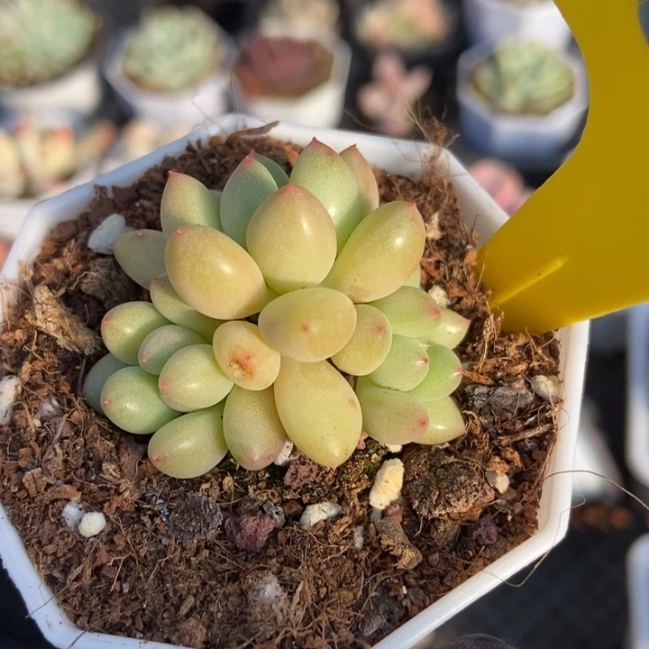 804多肉植物保护