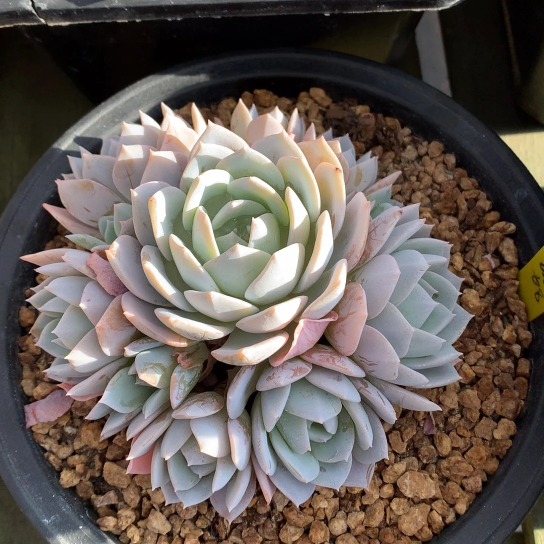 我们家的小姐姐们