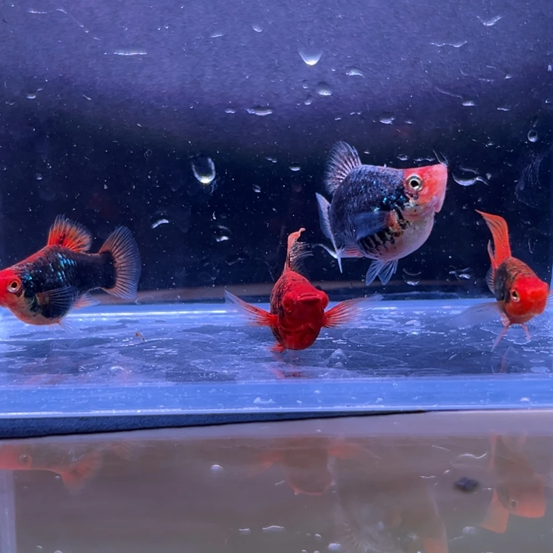 孔雀鱼月光球一对备损一对