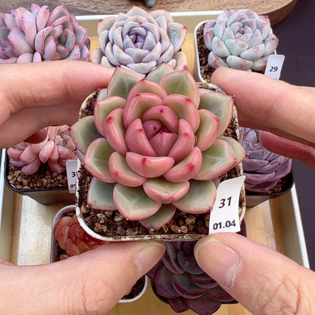 好好看31、哈哈哈哈