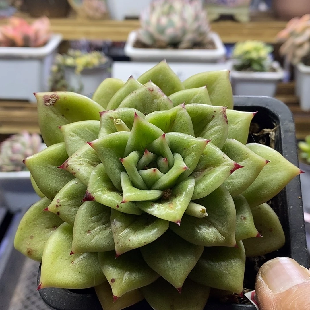 1565 蔷薇玛利亚