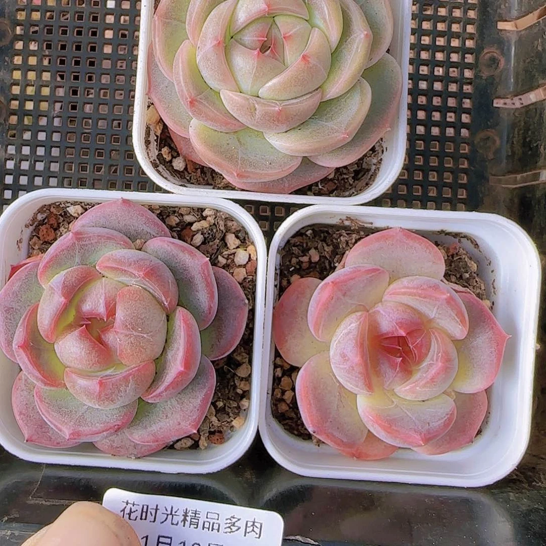 花时光精品多肉16