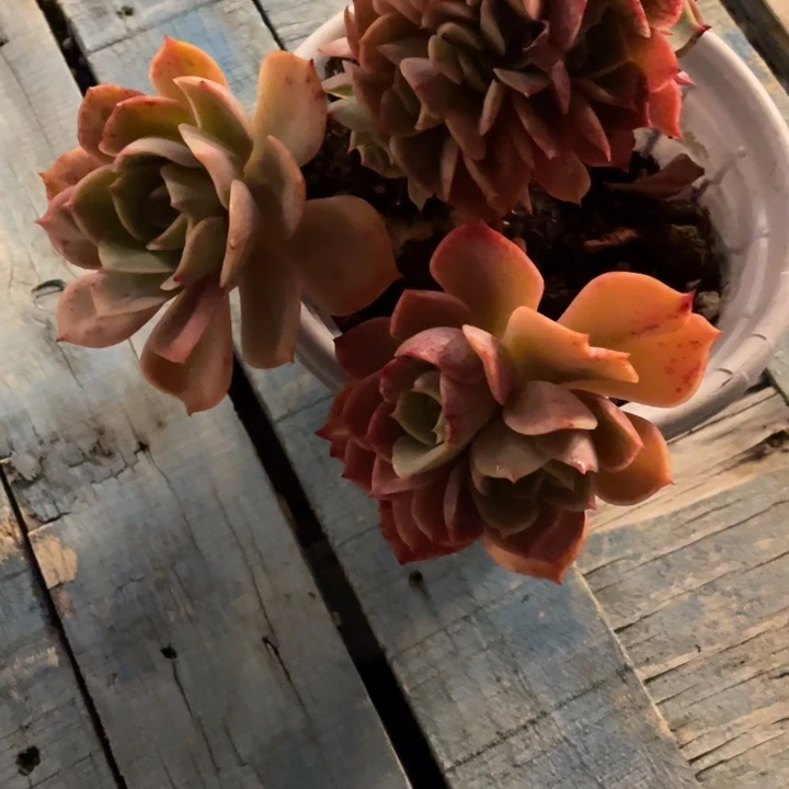 马*弥鹿之森一物一图