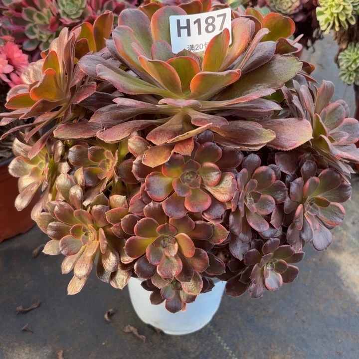 瑞妈，，，，。。187恶魔之吻