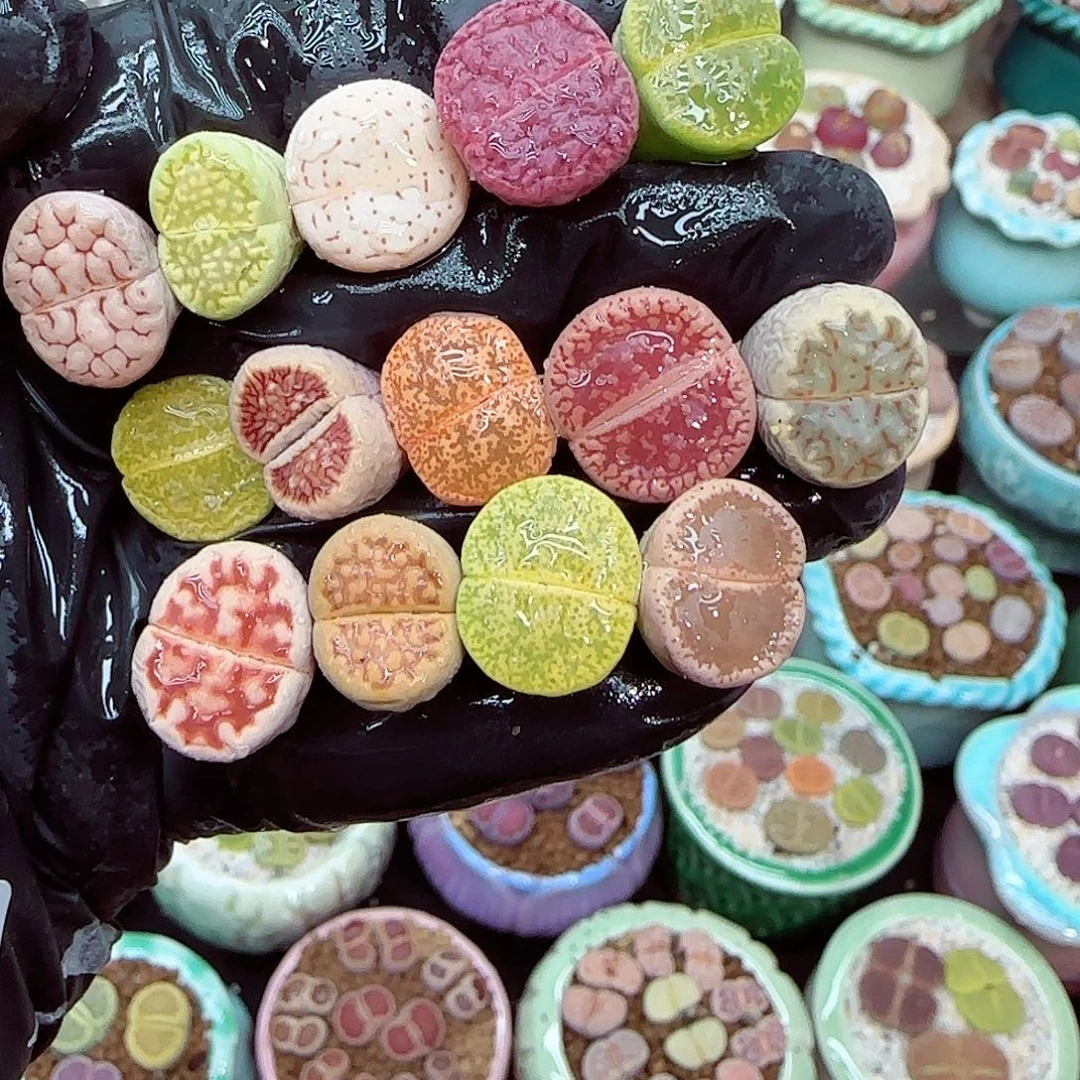 生石花满18包邮1227-120