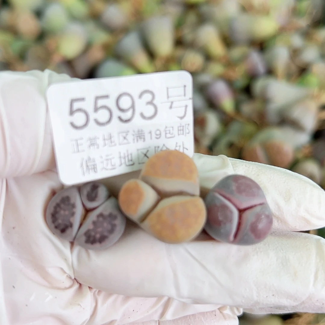 5593小奔奔三个1.5cm左右