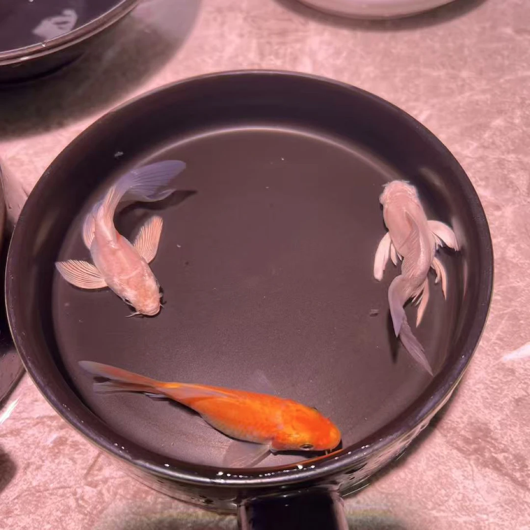 精品蝴蝶鲤锦鲤好养好活观景鱼观赏鱼漂亮招财尺寸6-8厘米