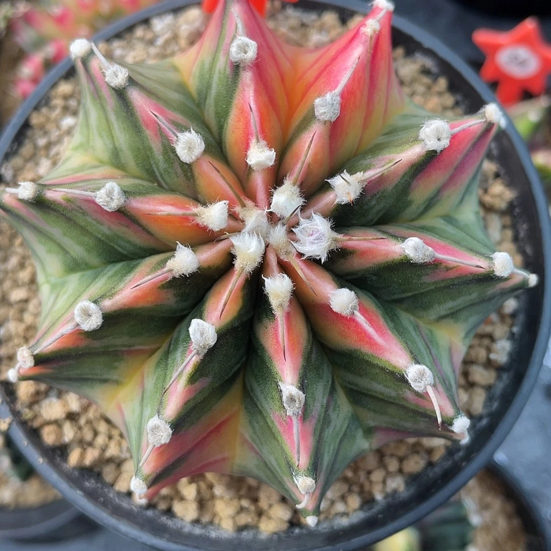 1-194肋骨锦7.4厘米