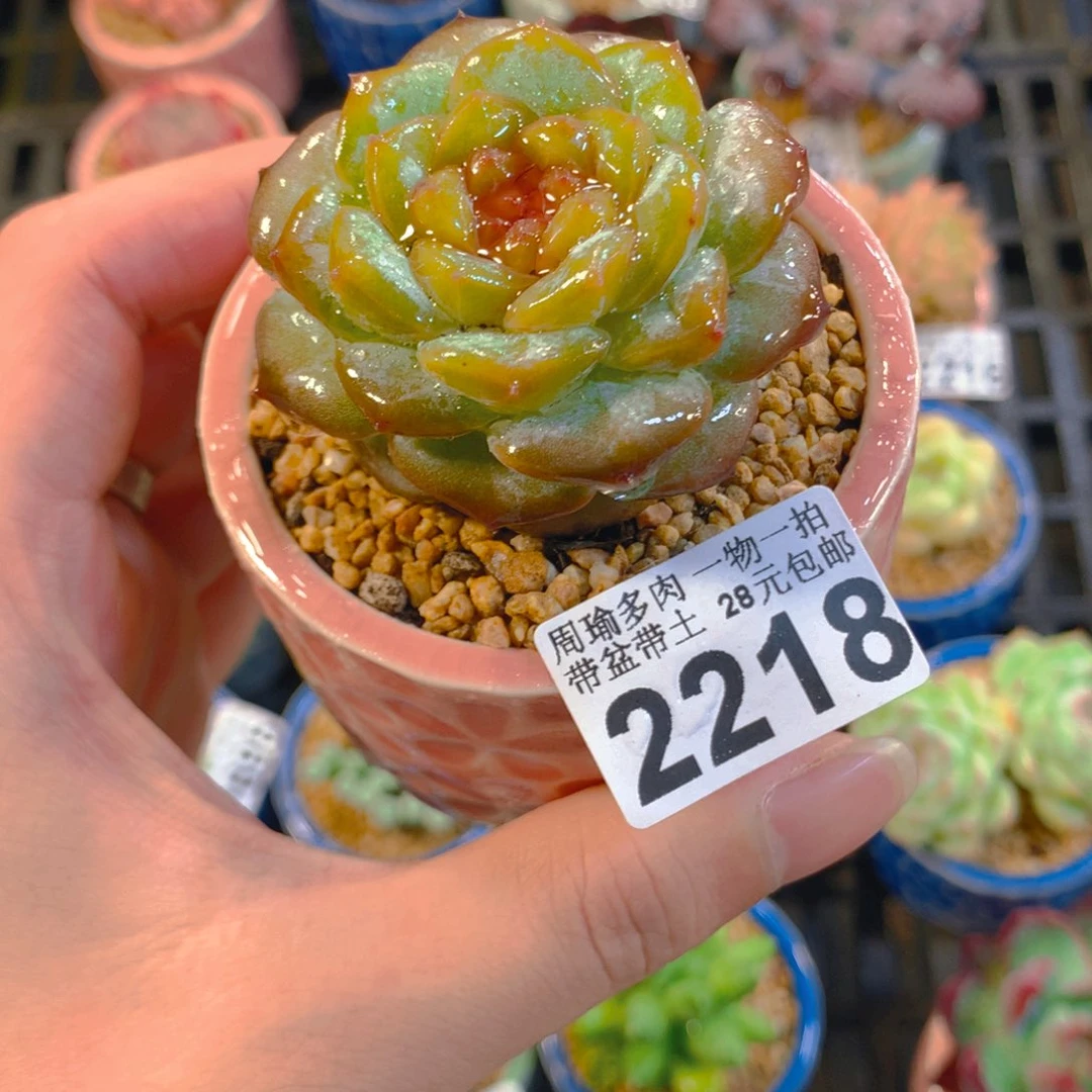 5厘米盆精控多肉2218