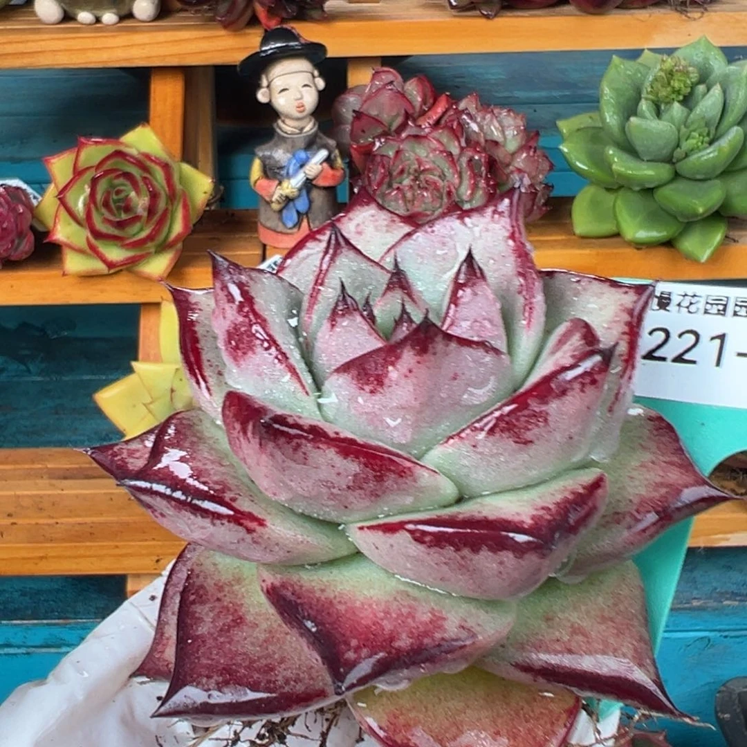 从前慢多肉精选编号0221.347