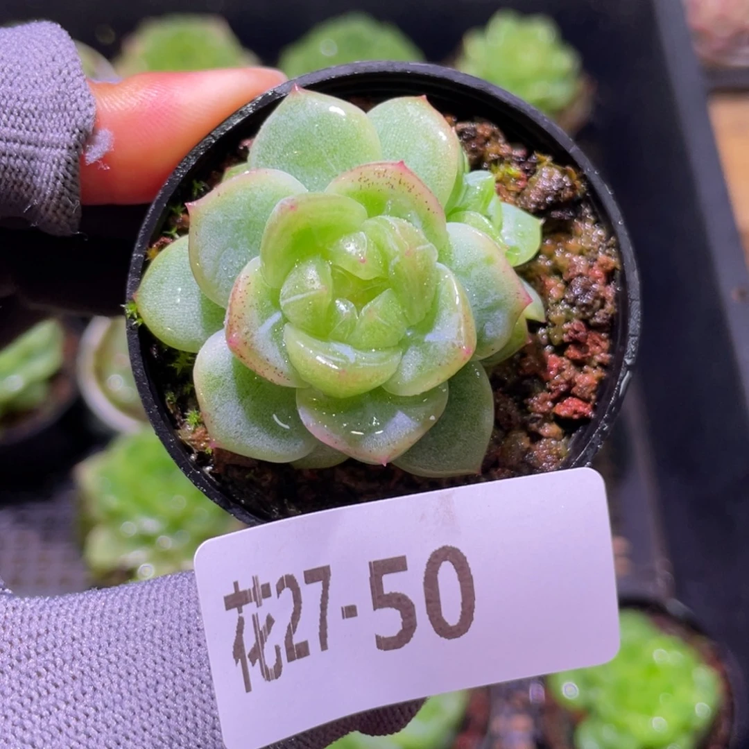 花利美27-50新品珍妮