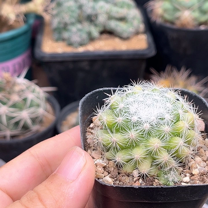 无花朵实生满月一颗