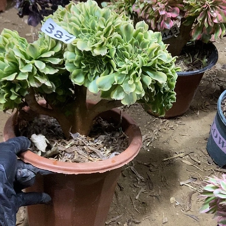 387绿豆沙缀化老板子法师