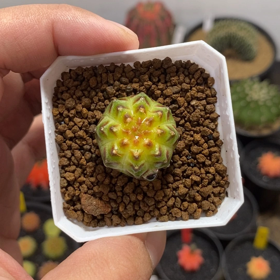 轮回—带盆土发货36
