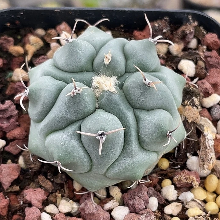 眠狮子实生仙人球