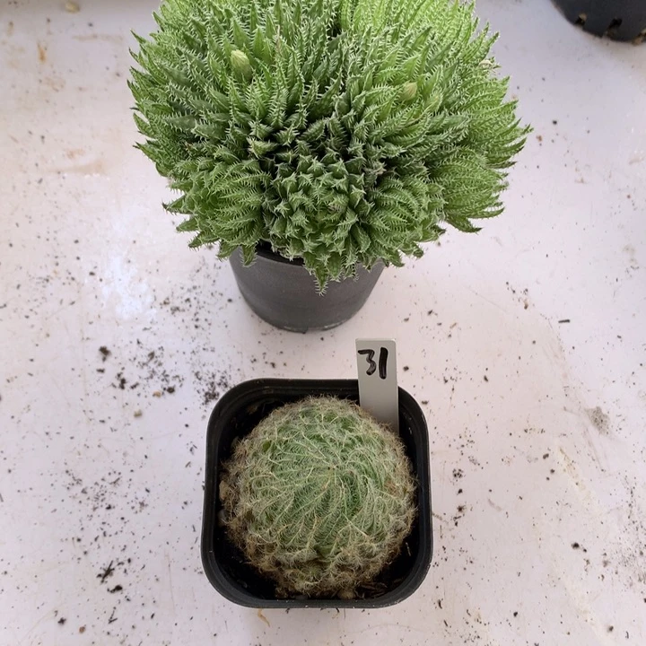 姬灵锦原始种带盆土