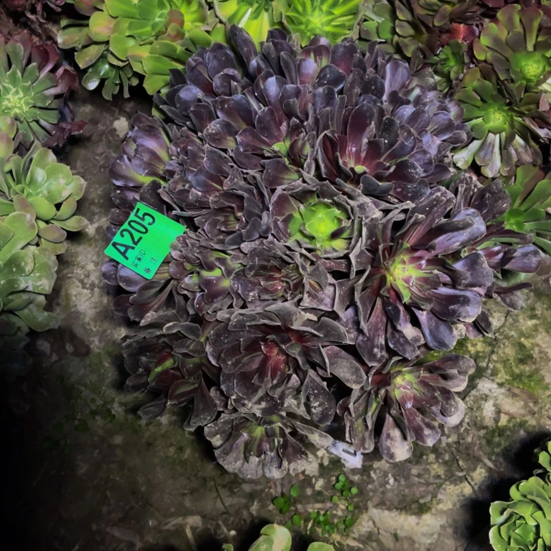 欧若拉法师朵朵5-37