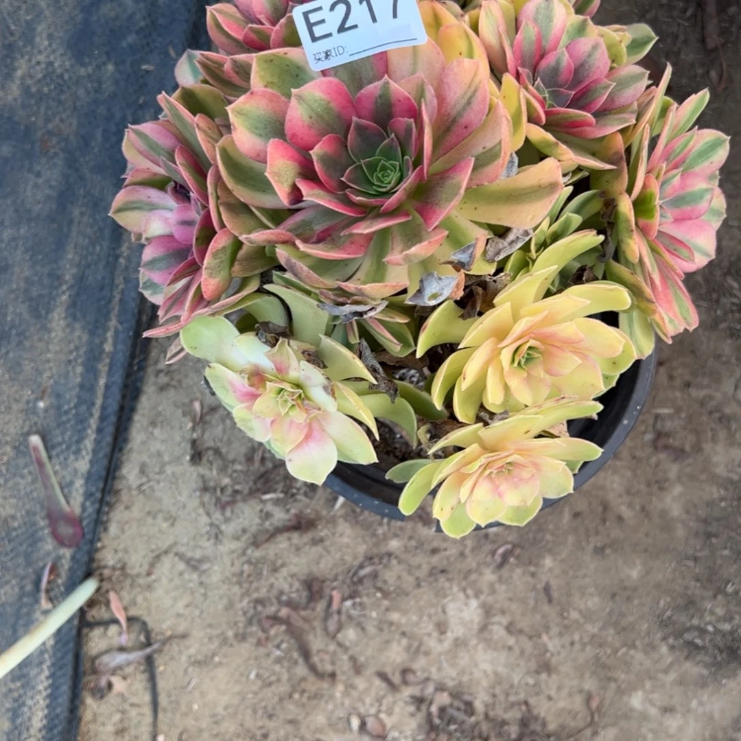 217雨荷多肉植物法师