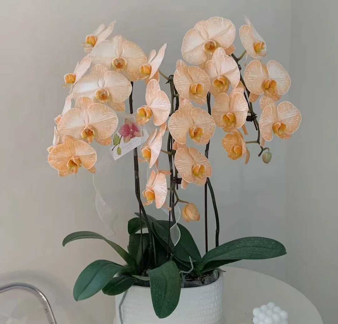 单剑橙色马卡龙大白V3吸色蝴蝶兰 带花和花苞发货