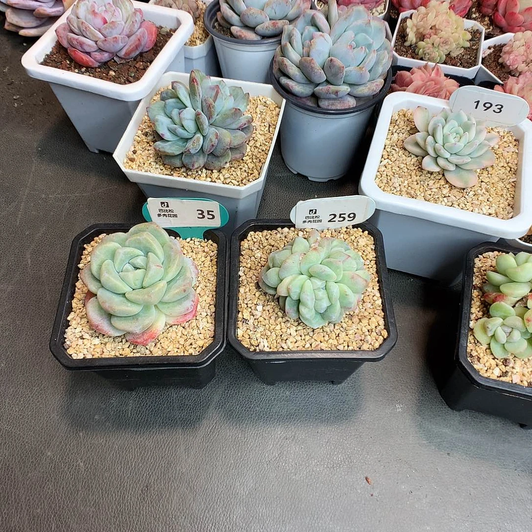 一***_36-259 冰玉石化多肉