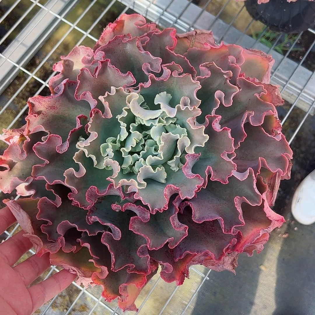 高砂之翁大单头老桩