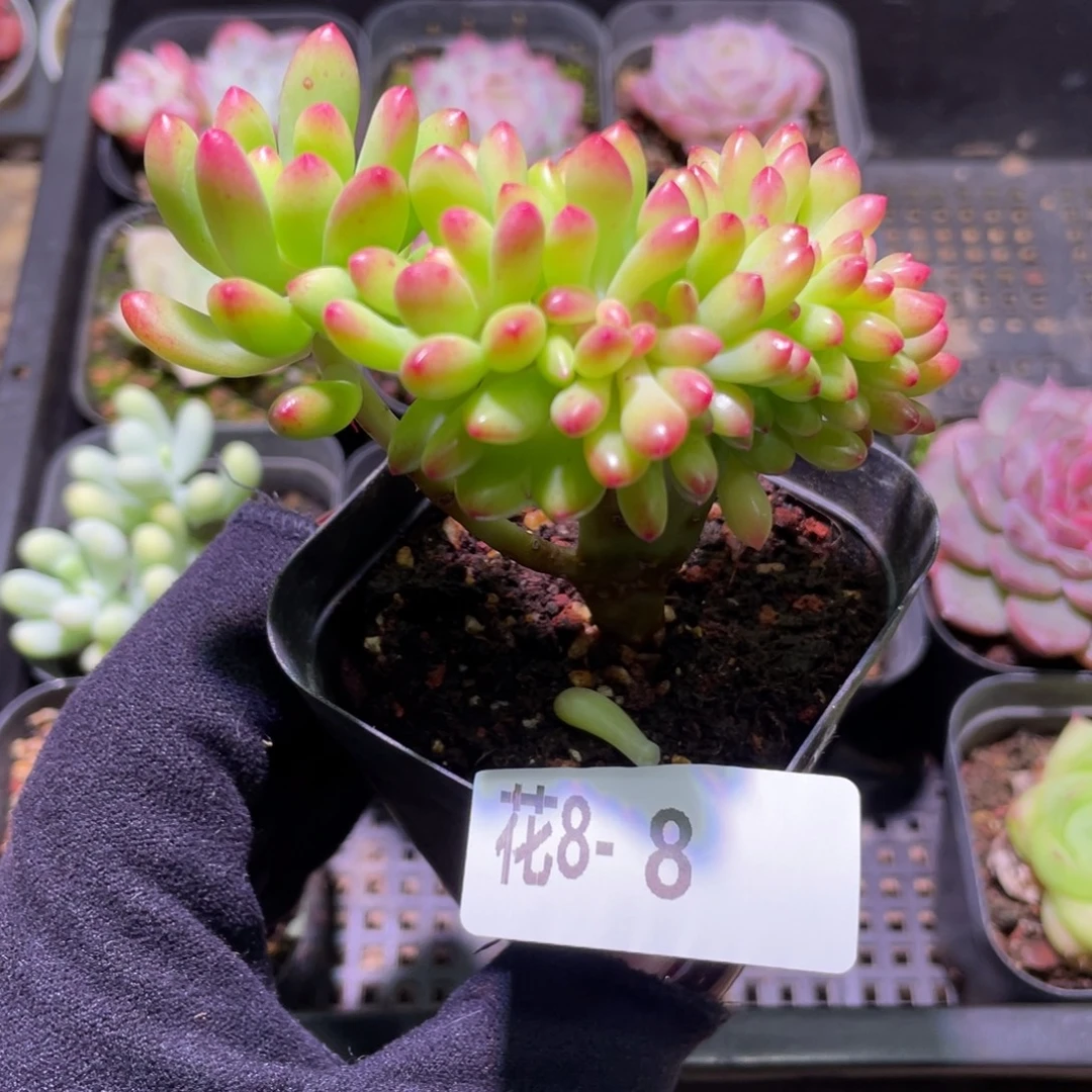 花利美8-8青松缀化