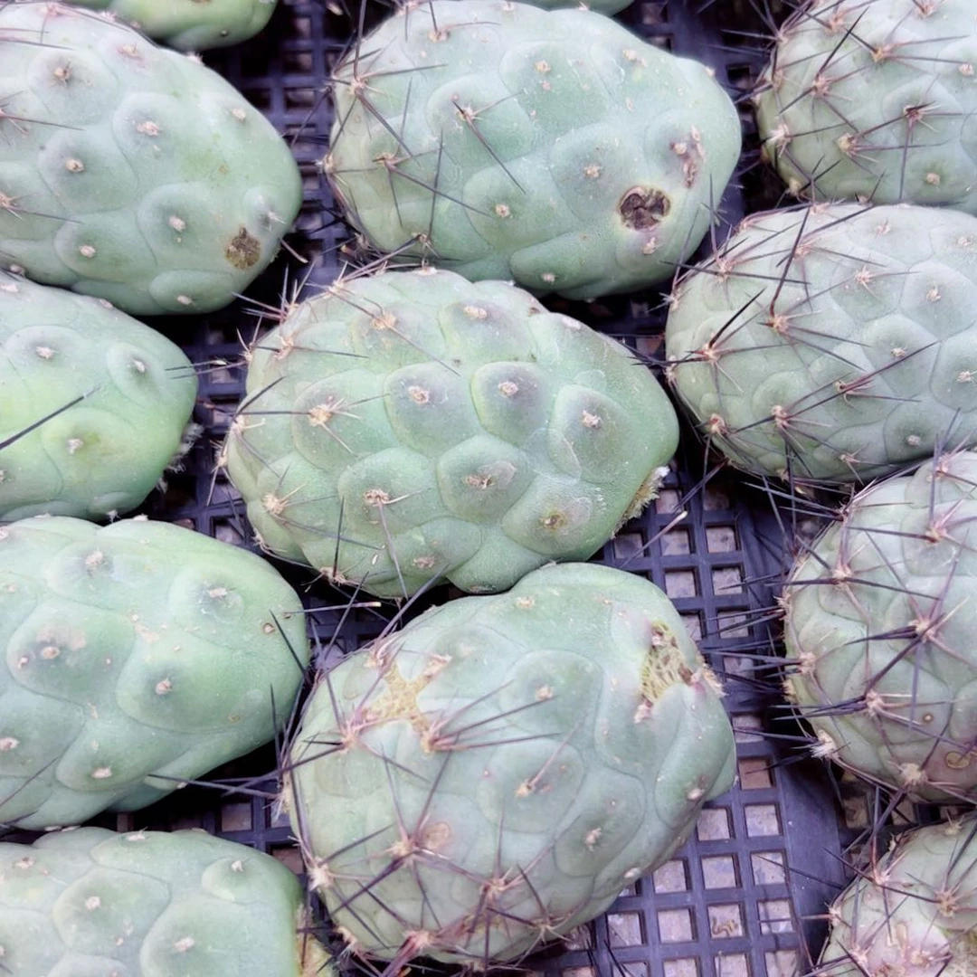 下49习志野伤2个无根侧芽5公分左右20包邮