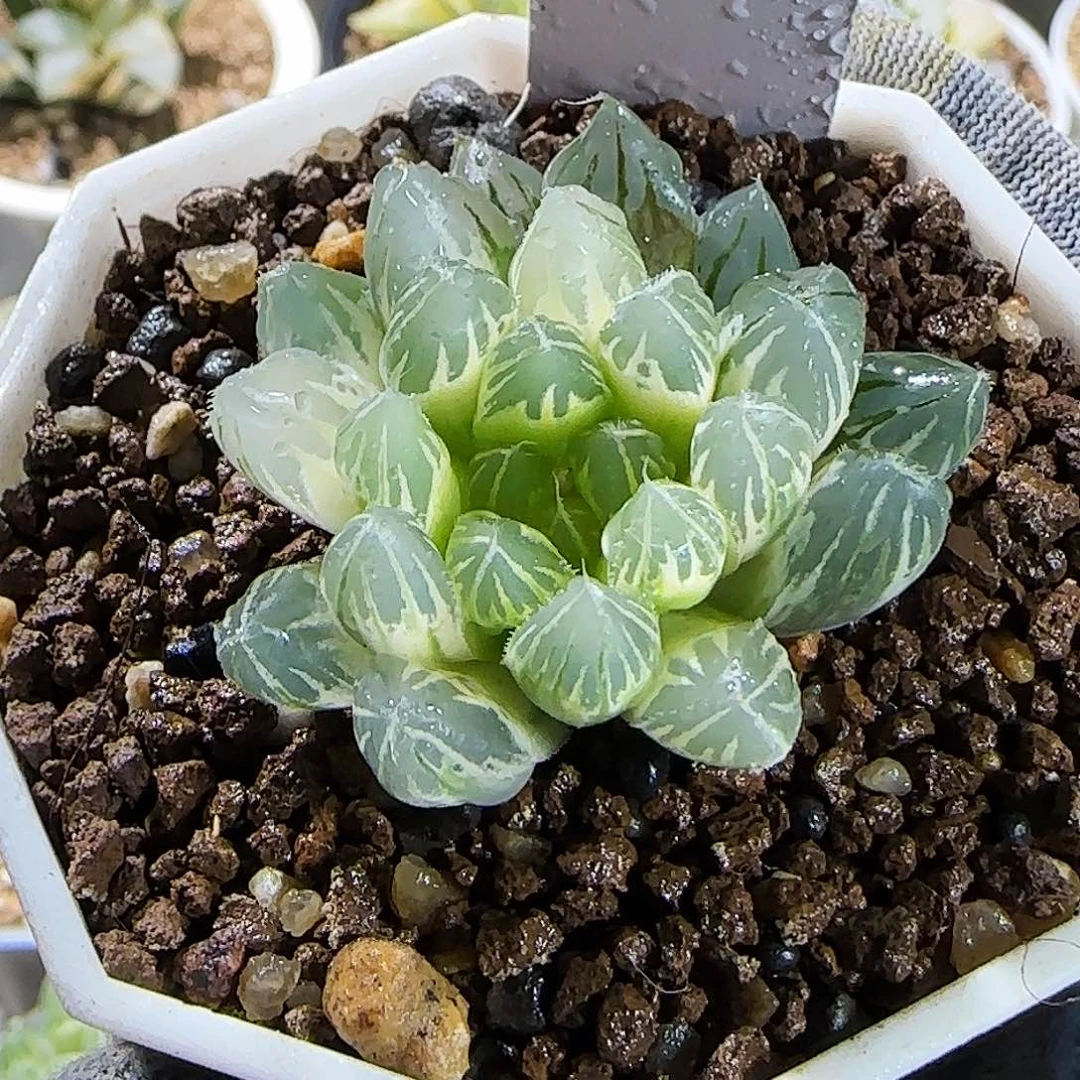 638号糊斑霓虹灯 4.2厘米左右一物一拍带盆发货