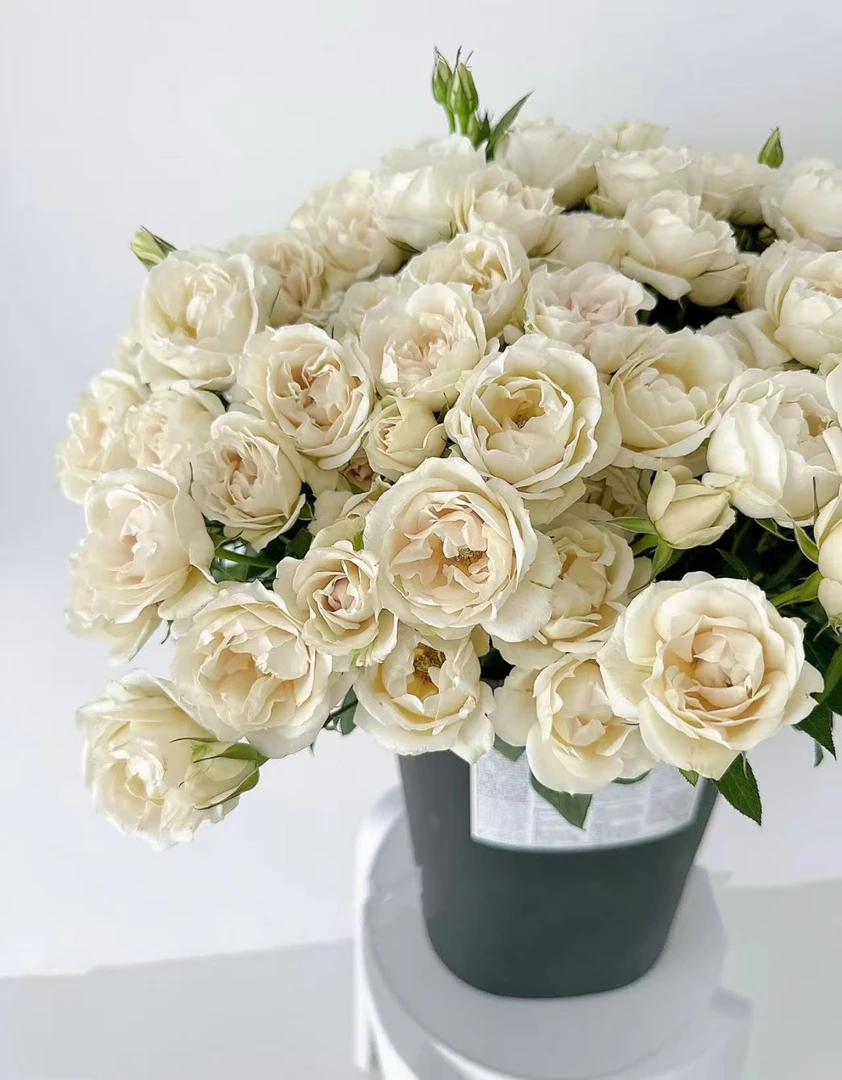 【陌上花开】珠茧-稀有多头玫瑰（收到请带包装醒花）