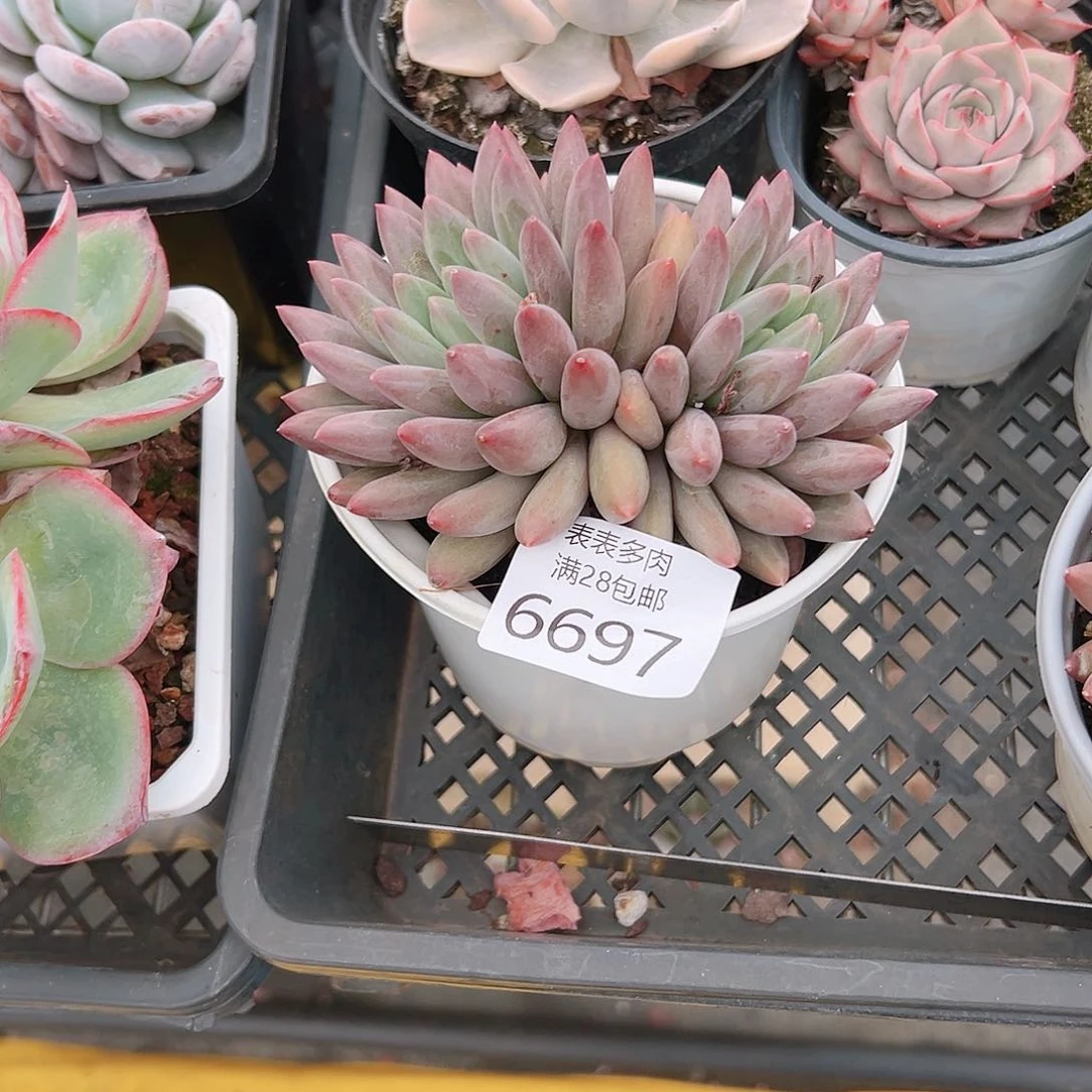 无花朵用****5多肉一物一拍6697