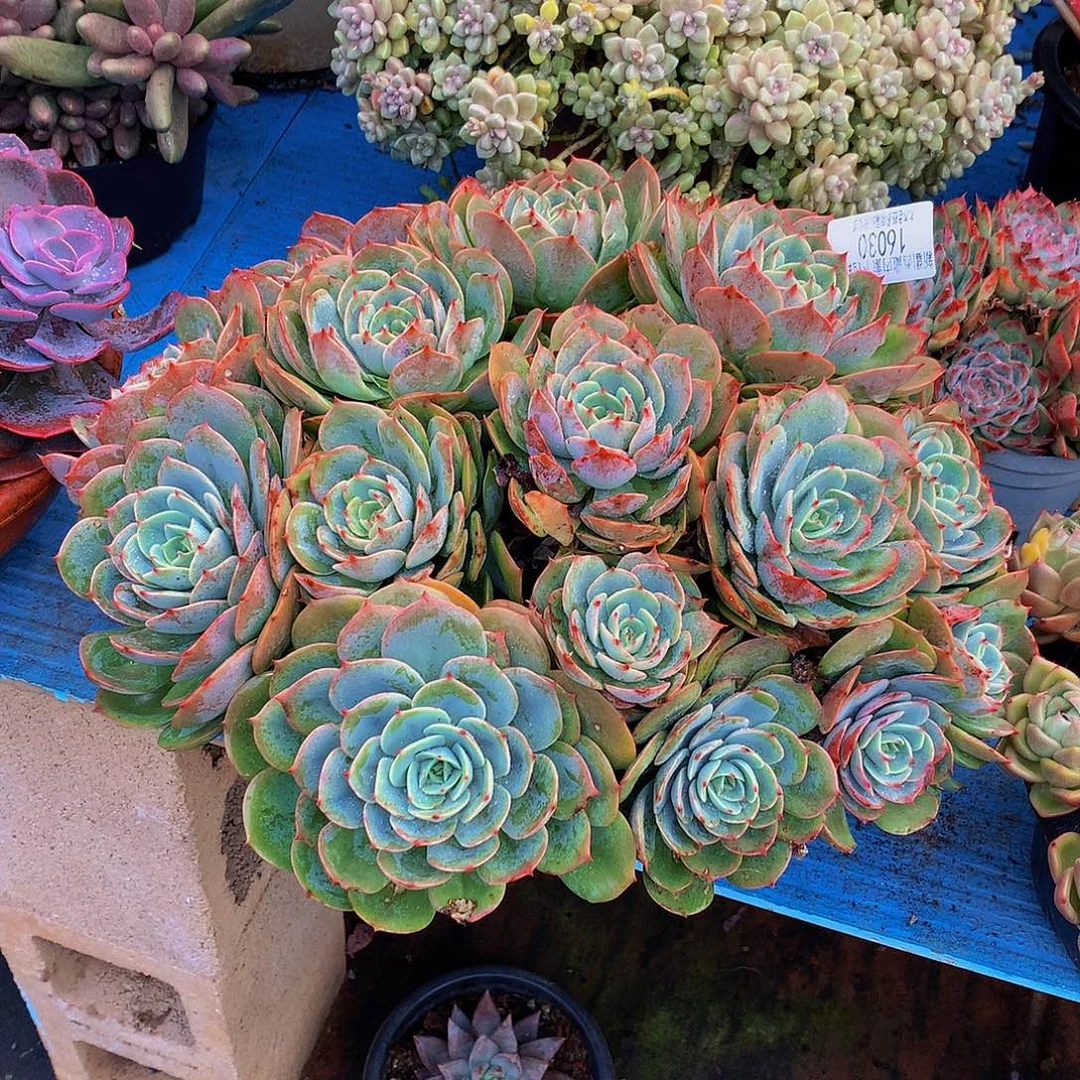 用***静      白雪公主多肉16030